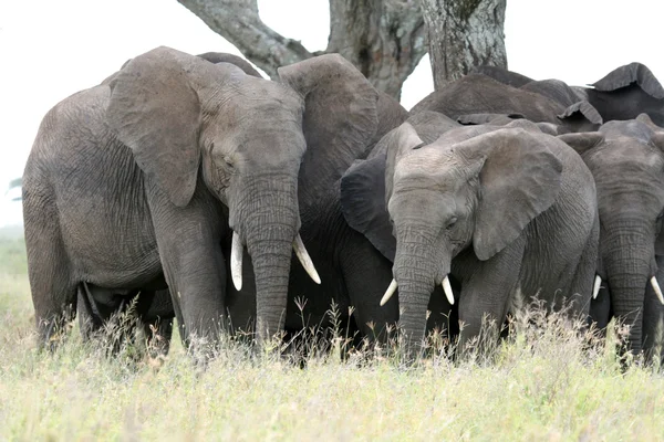 Afrika fili, Tanzanya, Afrika — Stok fotoğraf