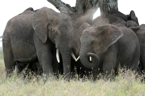 Африканский слон, Танзания, Африка — стоковое фото