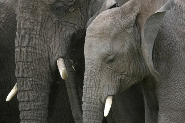 Slon africký, Tanzanie, Afrika — Stock fotografie