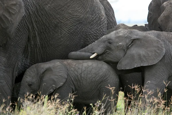 Αφρικανικός ελέφαντας, Τανζανία, Αφρική — Φωτογραφία Αρχείου