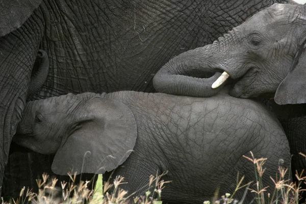 아프리카 코끼리, 탄자니아, 아프리카 — 스톡 사진