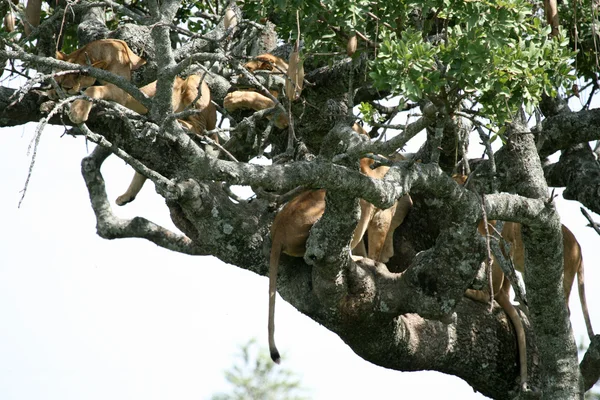 -ağaçta oturuyor aslan serengeti, Afrika — Stok fotoğraf