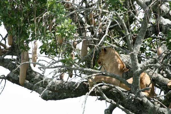 Leul care stă în copac - Serengeti, Africa — Fotografie, imagine de stoc