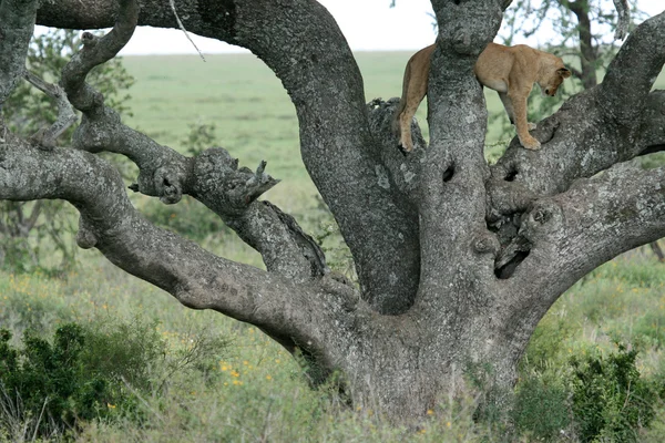 Leone seduto sull'albero - Serengeti, Africa — Foto Stock