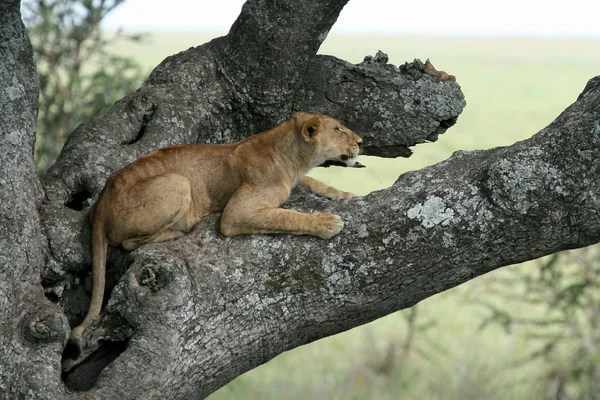 Leone seduto sull'albero - Serengeti, Africa — Foto Stock