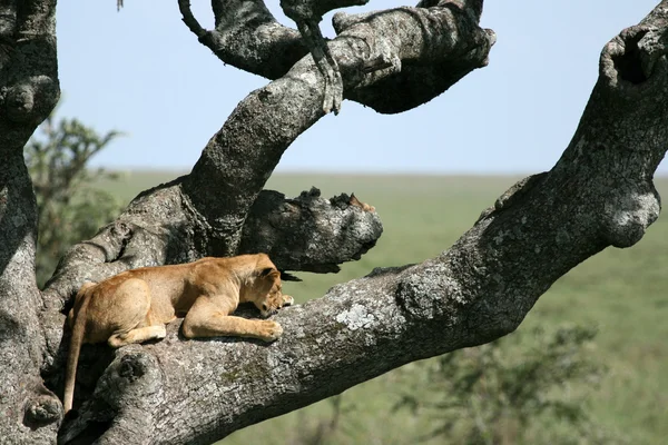 Löwe sitzt im Baum - Serengeti, Afrika — Stockfoto