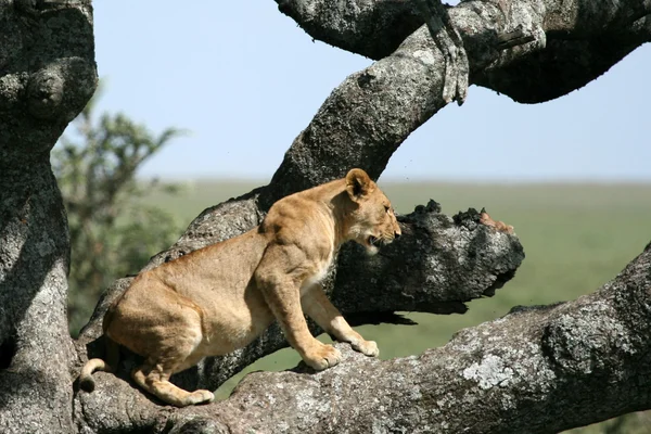 León sentado en el árbol - Serengeti, África — Foto de Stock