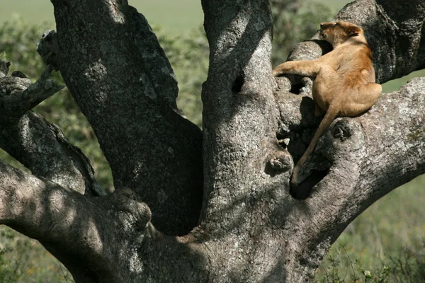 -ağaçta oturuyor aslan serengeti, Afrika — Stok fotoğraf