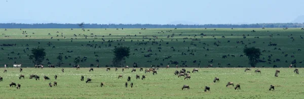 GNU - serengeti Afryka Polowanie w Afryce, Tanzanii, — Zdjęcie stockowe