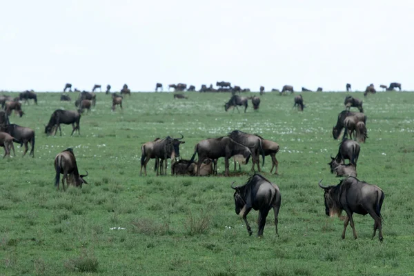 GNU - serengeti safari, tanzania, africa — Foto Stock