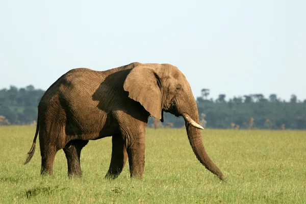 Afrikaanse olifant, tanzania, Afrika — Stockfoto
