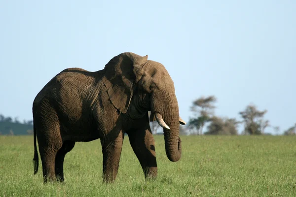 stock image African Elephant, Tanzania, Africa