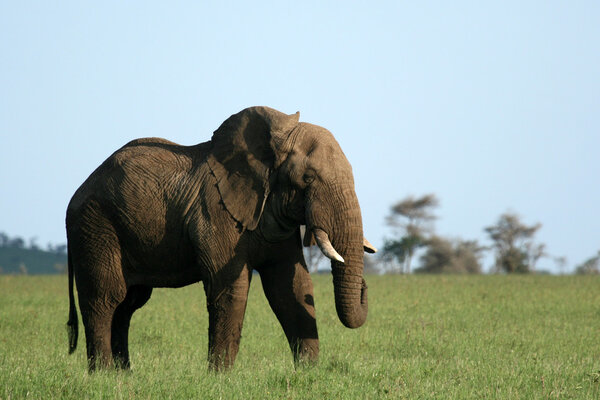 Elephant - Serengeti Wildlife Conservation Area, Safari, Tanzania, East Africa
