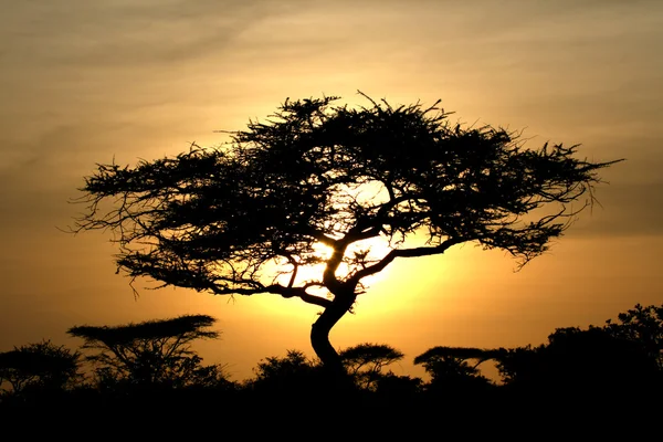 Akát strom, západ slunce, serengeti, Afrika — Stock fotografie