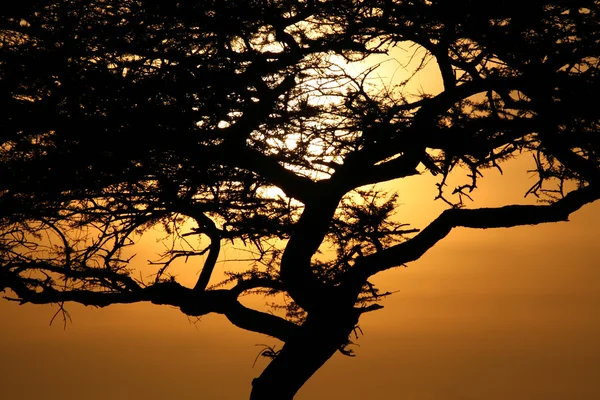 Acacia boom zonsondergang, serengeti, Afrika — Stockfoto