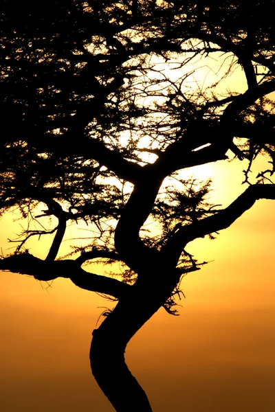 Akát strom, západ slunce, serengeti, Afrika — Stock fotografie
