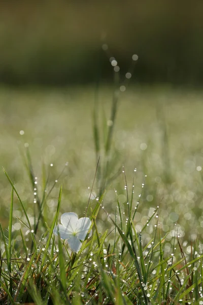 Ранкова роса і Біла квітка, Африка — стокове фото