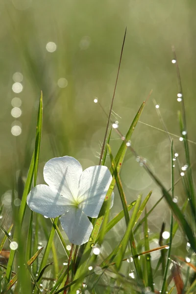 stock image Morning Dew and White Flower, Africa