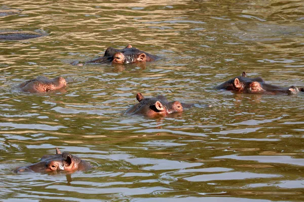 Hippos in Africa — Stock Photo, Image