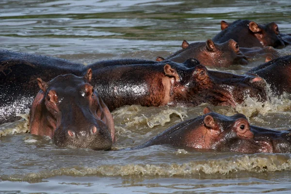Hippos in Africa — Stock Photo, Image