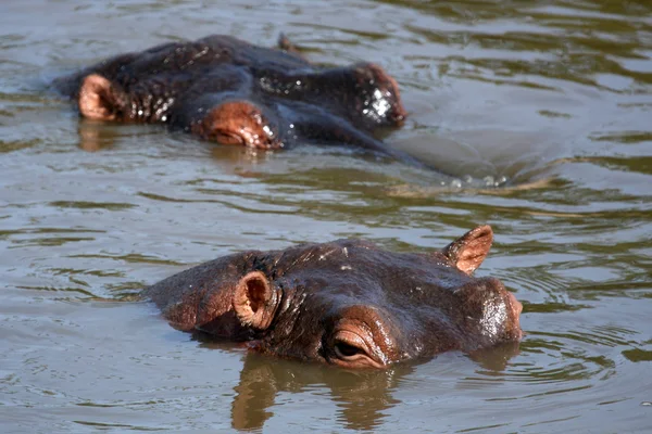 Flodhästar i Afrika — Stockfoto