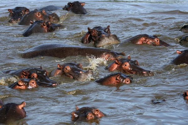 Az afrikai vízilovak — Stock Fotó