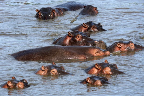 非洲河马 — 图库照片
