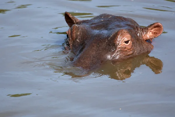 Гіпопотами в Африці — стокове фото
