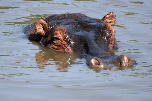 Nijlpaarden in Afrika — Stockfoto