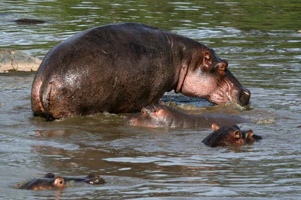 Hipopótamos en África — Foto de Stock