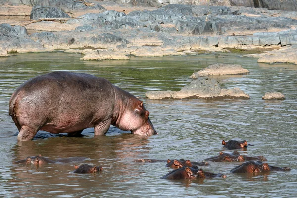 Flusspferde in Afrika — Stockfoto