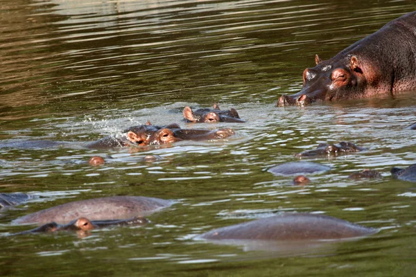 Hipopótamos em África — Fotografia de Stock