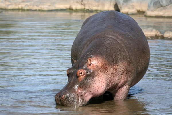Гіпопотами в Африці — стокове фото
