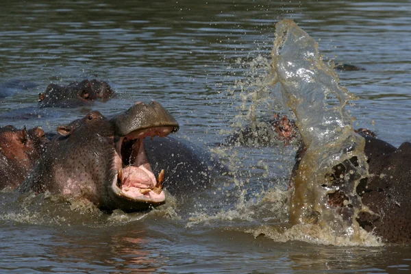 Flusspferde kämpfen in Afrika — Stockfoto