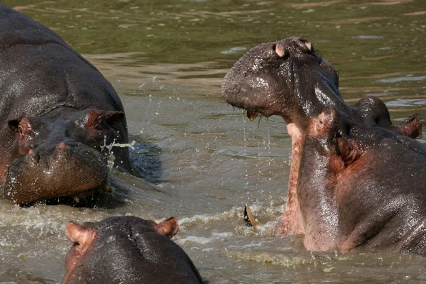 Harc az afrikai vízilovak — Stock Fotó