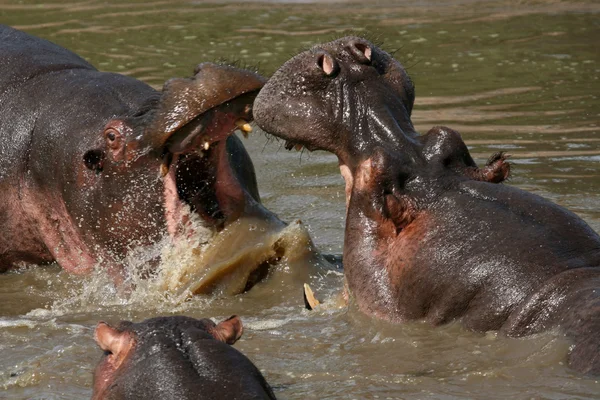 Бегемоти, бойові дії в Африці — стокове фото