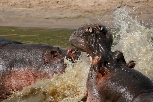 Flodhästar striderna i Afrika — Stockfoto