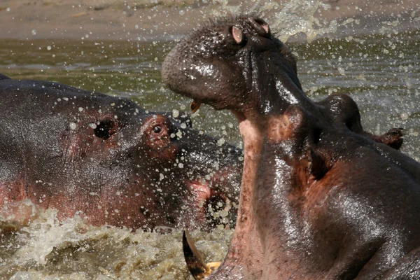 Hippos Fighting in Africa — Stock Photo, Image