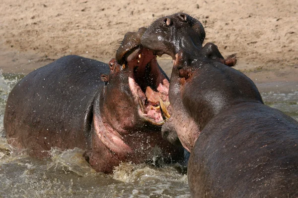 Nijlpaarden gevechten in Afrika — Stockfoto
