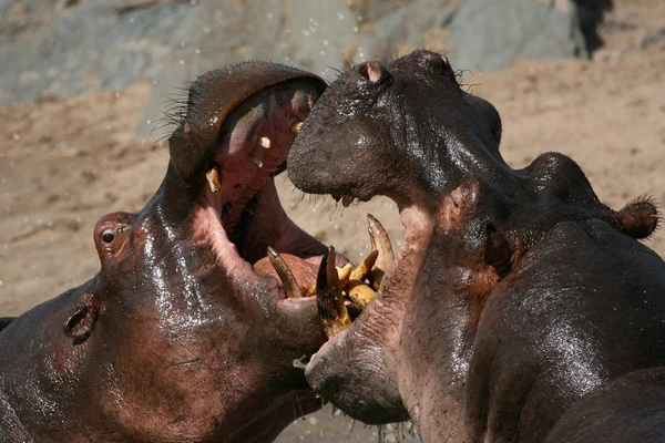 Flusspferde kämpfen in Afrika — Stockfoto