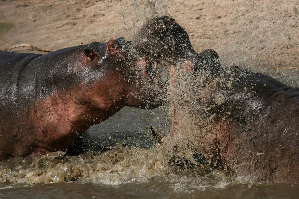 河马在非洲的战斗 — 图库照片