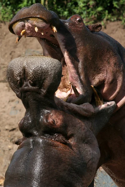 Combat des hippopotames en Afrique — Photo