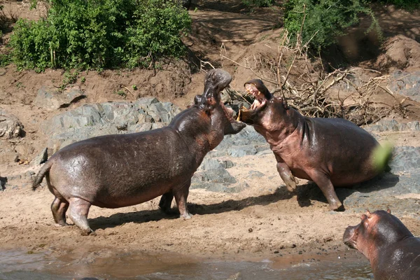 Pertempuran kuda nil di Afrika — Stok Foto