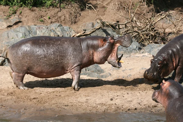 Nijlpaarden gevechten in Afrika — Stockfoto
