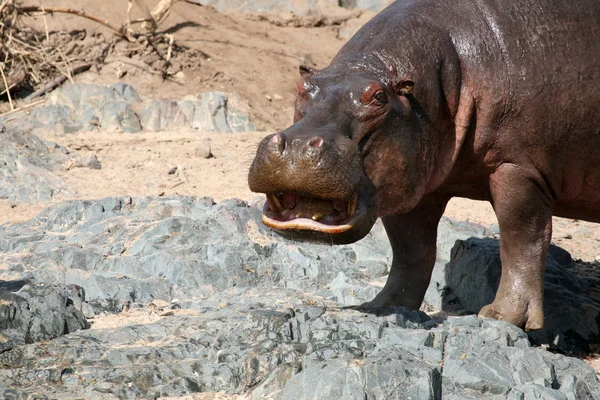 Hippos Lutando na África — Fotografia de Stock