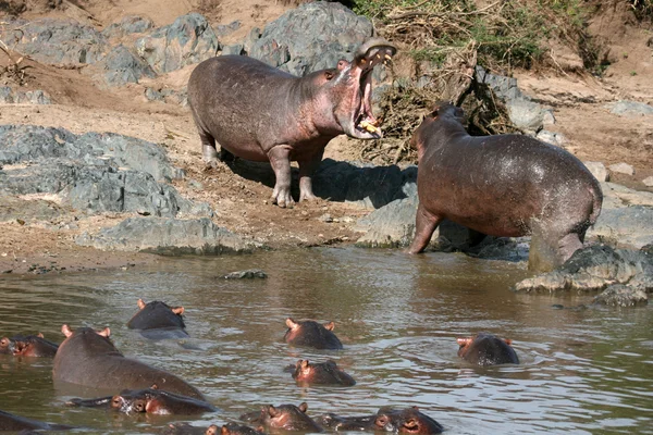Hipopótamos luchando en África — Foto de Stock