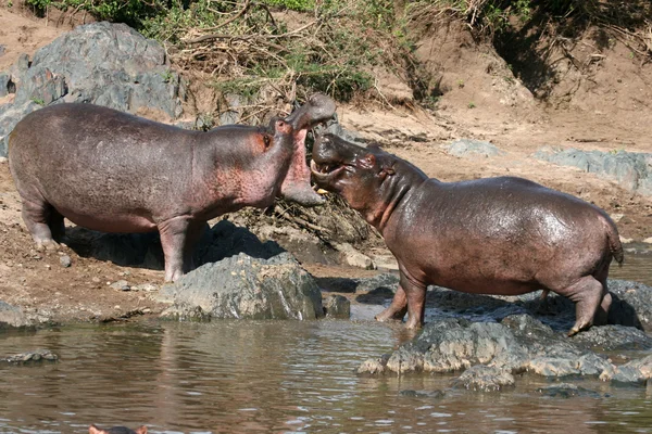 Hipopotamy walki w Afryce — Zdjęcie stockowe
