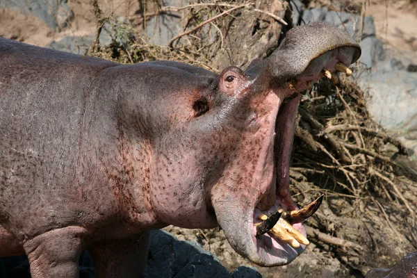 Hippos Lutando na África — Fotografia de Stock