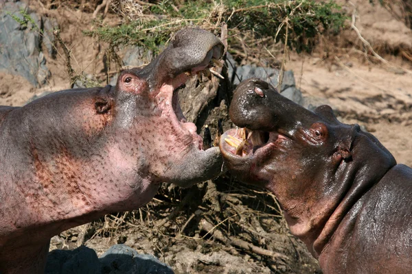 Бегемоти, бойові дії в Африці — стокове фото