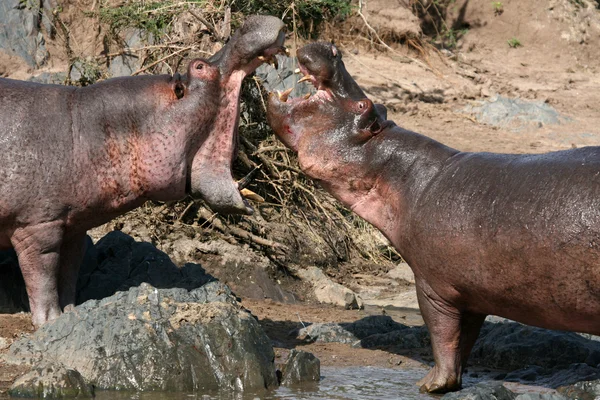 Hipopótamos luchando en África —  Fotos de Stock